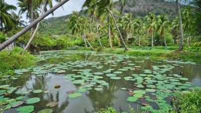 Con Dao National Park becomes Vietnam’s sixth Ramsar site - ảnh 1
